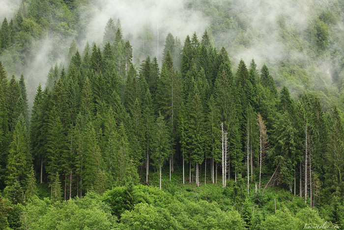 L’ecologismo (im)possibile dei liberali